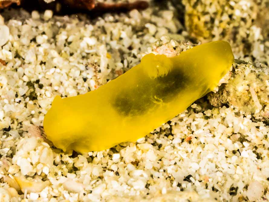 Gymnodoris sp. 6